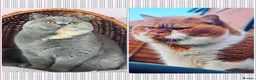 British Shorthair cats for sale: TICA CH Parents beautiful cream kitten male . - Advert 7