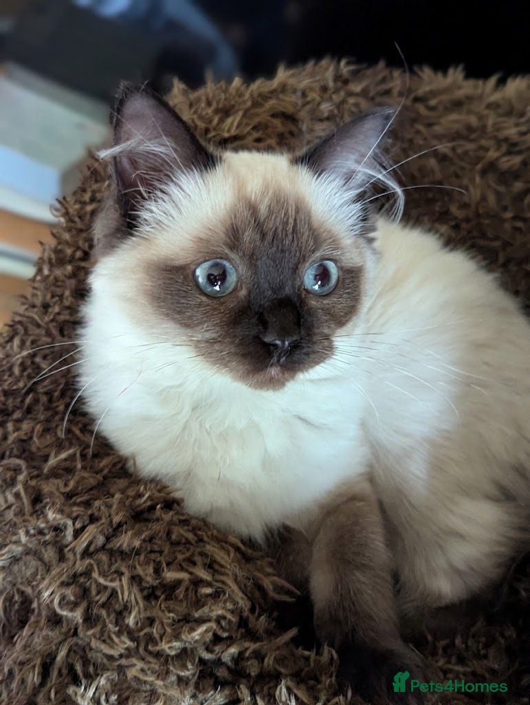 Ragdoll cats 💖💖Stunning seal mitted ragdoll💖💖 - Advert 11