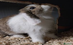 Mini Lop rabbits for sale: Mini lop rabbits  - Image 23