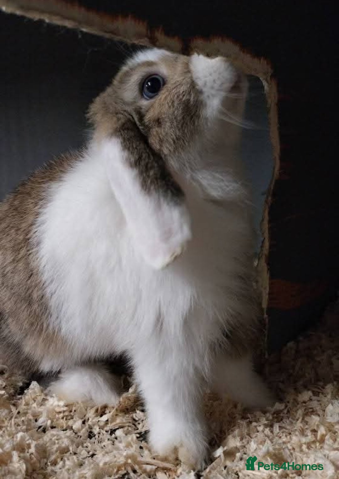 Mini Lop rabbits for sale: Mini lop rabbits  - Image 23