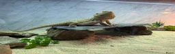 Bearded Dragon reptiles for sale: Bearded dragons in Glasgow - Advert 6