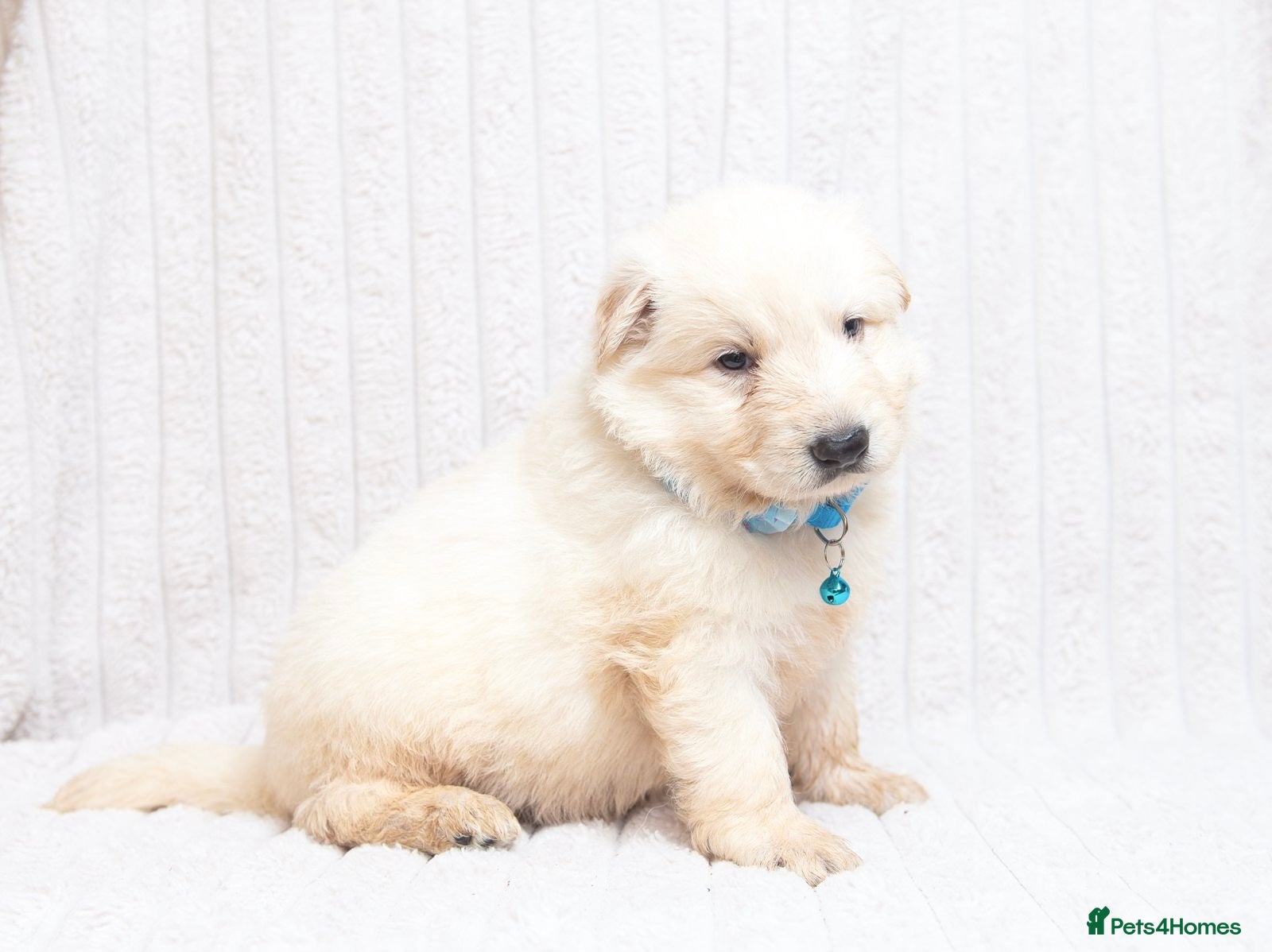 German Shepherd dogs EXCEPTIONAL WHITE GERMAN SHEPHERD PUPPIES FOR SALE - Advert 2