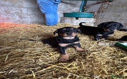 Mixed Breed dogs for sale: Beautiful Retriever X Huntaway puppies for sale - Image 3