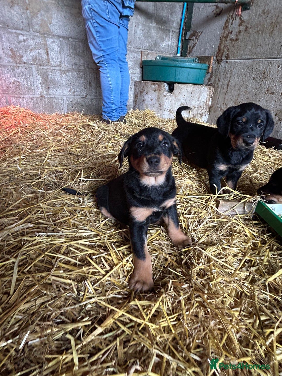 Mixed Breed dogs for sale: Beautiful Retriever X Huntaway puppies for sale - Image 3