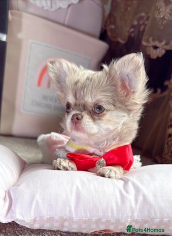 Husky Chihuahua puppies for sale Pets4Homes