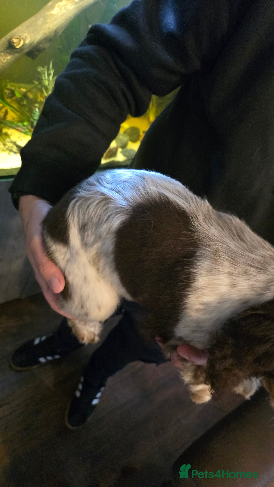 Cocker Spaniel dogs for sale: Chocolate Roan & Tan Cocker Spaniel Puppies - Advert 11