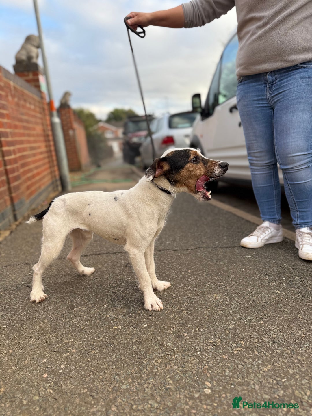 Jack Russell dogs for sale: Jack Russell male  - Advert 3