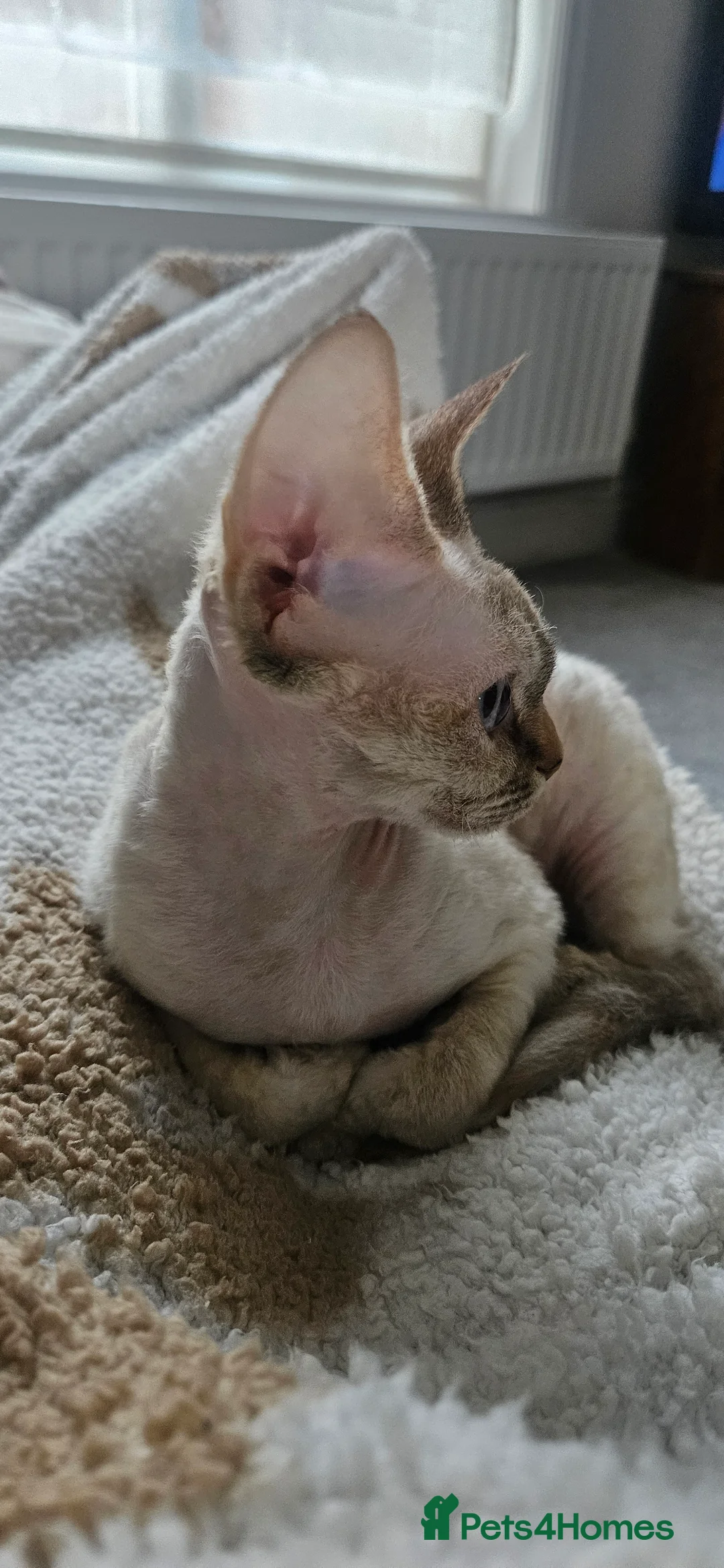 Devon Rex cats for sale: Devon rex girl - Advert 2