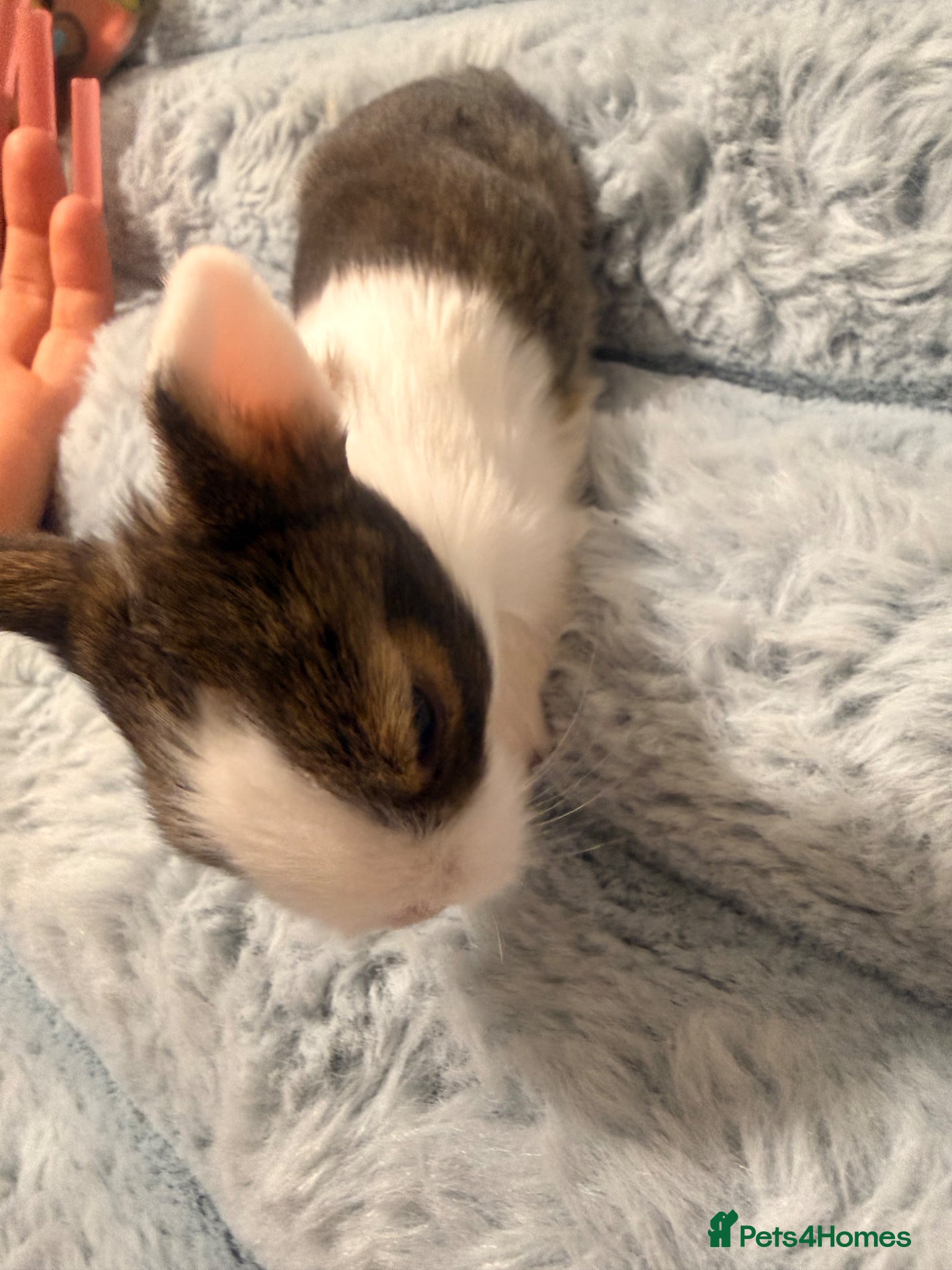 Mixed Breed rabbits for sale: Bunnies for sale - Advert 13