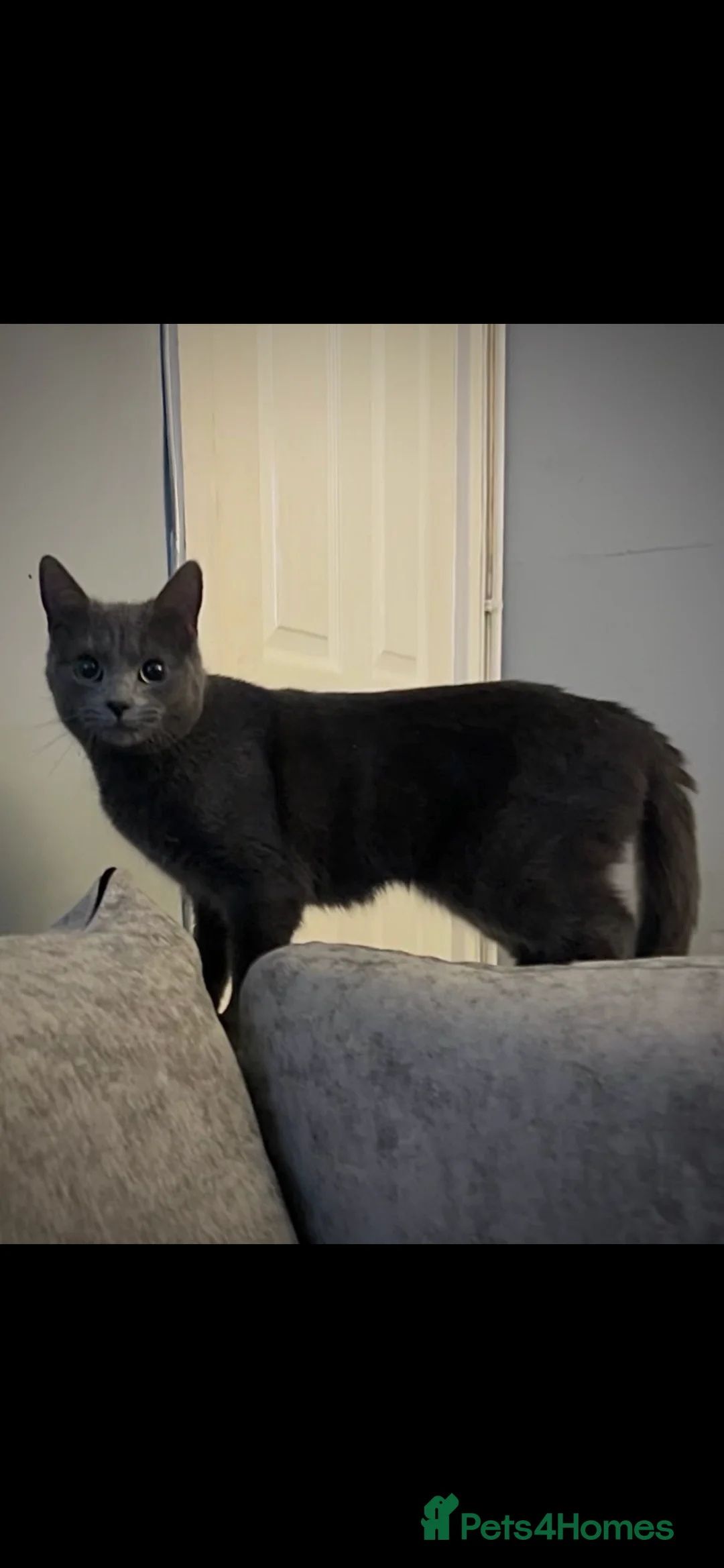 Mixed Breed cats for sale: Jenny - Advert 1