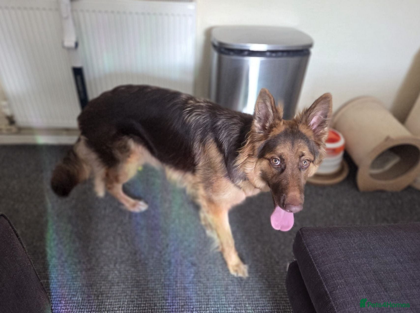 German Shepherd dogs KC registered Liver and Tan Girl - Advert 1