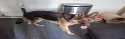 German Shepherd dogs for sale: KC registered Liver and Tan Girl - Advert 1