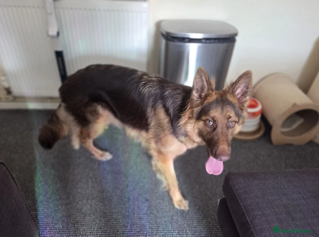 German Shepherd dogs for sale: KC registered Liver and Tan Girl - Advert 1