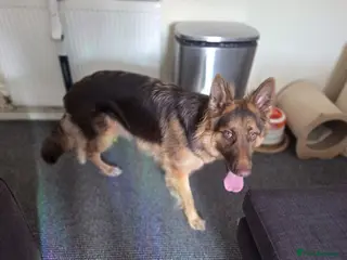 German Shepherd dogs KC registered Liver and Tan Girl - Advert 1