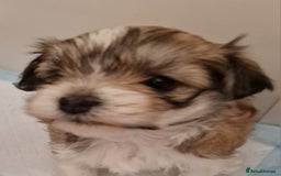 Havanese dogs for sale: Stunning KC Registered Havenese babies available.  - Image 9