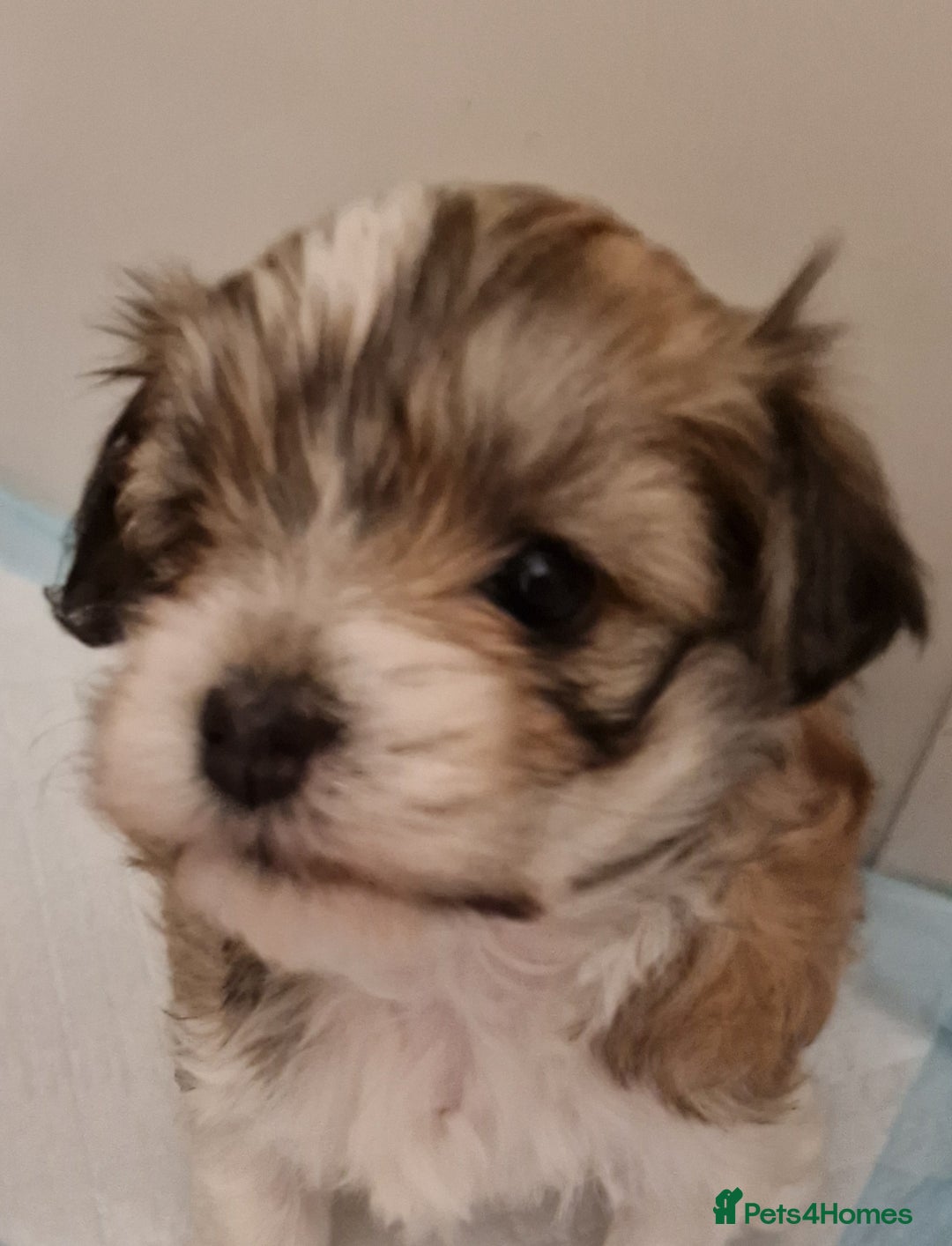 Havanese dogs for sale: Stunning KC Registered Havenese babies available.  - Image 9