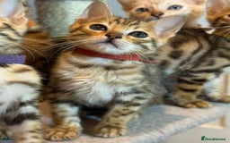 Bengal cats for sale: Exquisite TICA Registered gold&snow BengalKittens  - Image 15