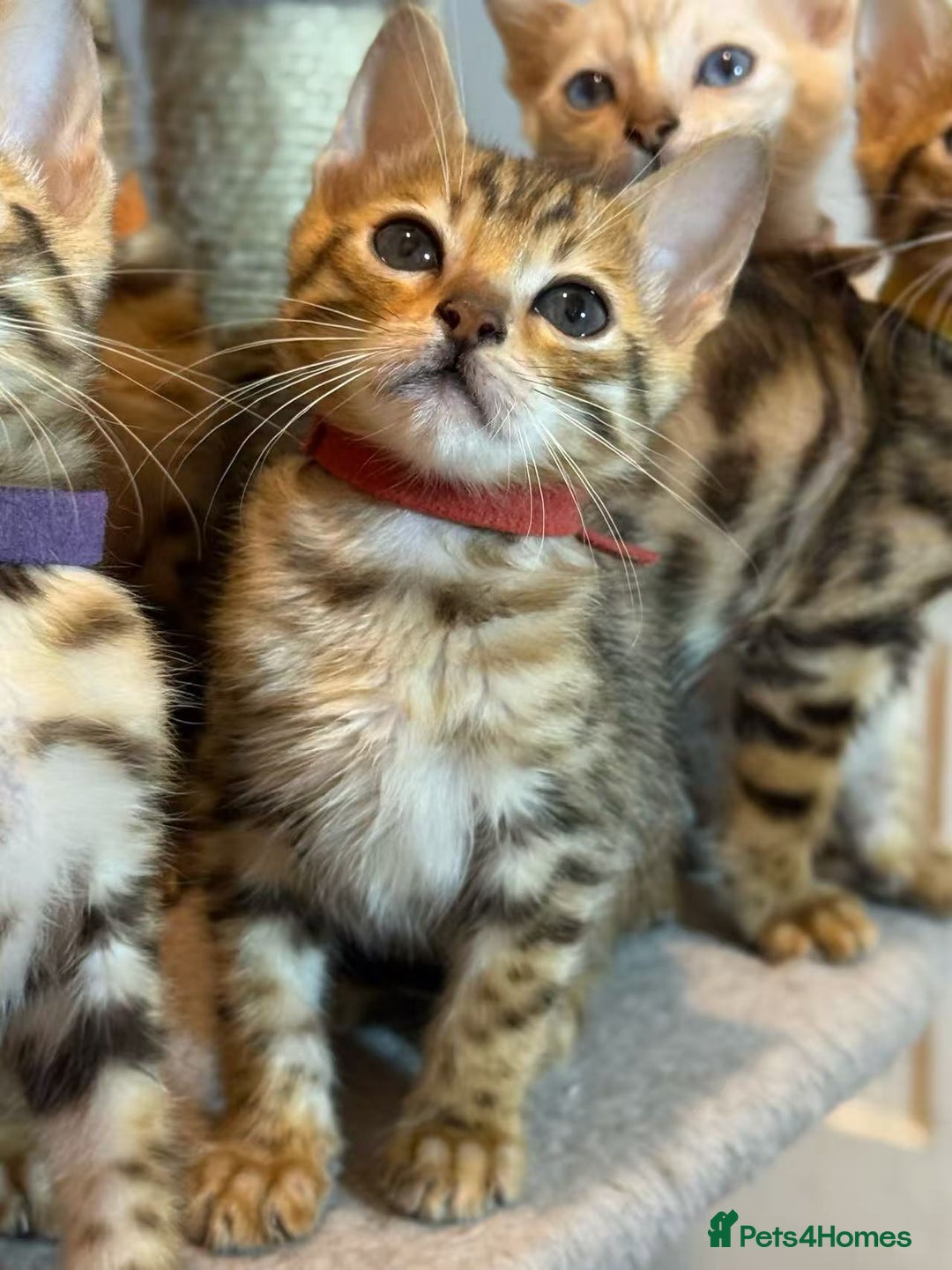 Bengal cats for sale: Exquisite TICA Registered gold&snow BengalKittens  - Image 15