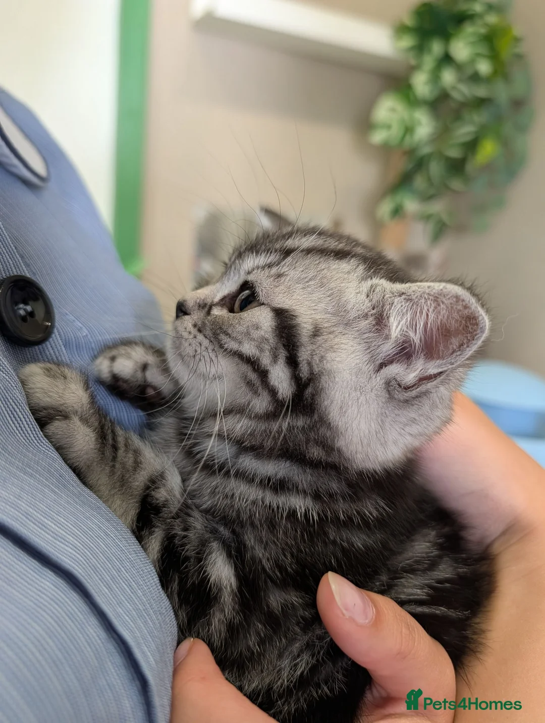 British Shorthair cats for sale: British Shorthair Teddy Bear Kittens For Sale! - Advert 1