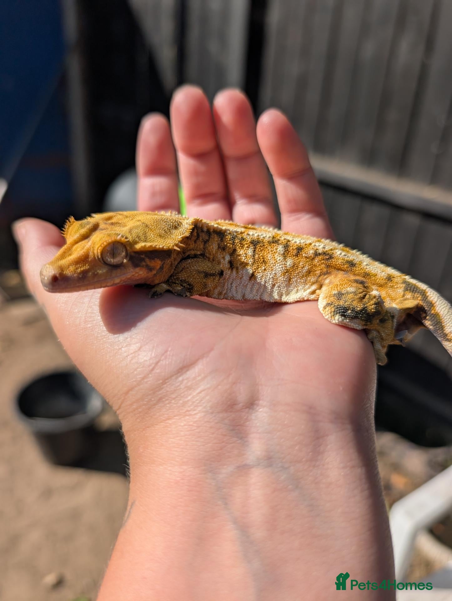 Mixed Breed reptiles for sale: Various reptiles looking for new homes  - Advert 4