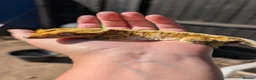 Mixed Breed reptiles for sale: Various reptiles looking for new homes  - Advert 1