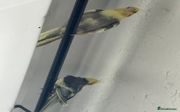 Cockatiels birds for sale: X4 Cockatiels 2 breeding pairs - Image 6