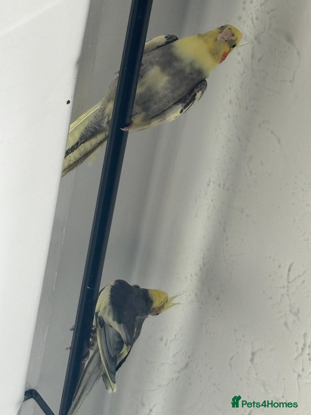 Cockatiels birds for sale: X4 Cockatiels 2 breeding pairs - Image 6