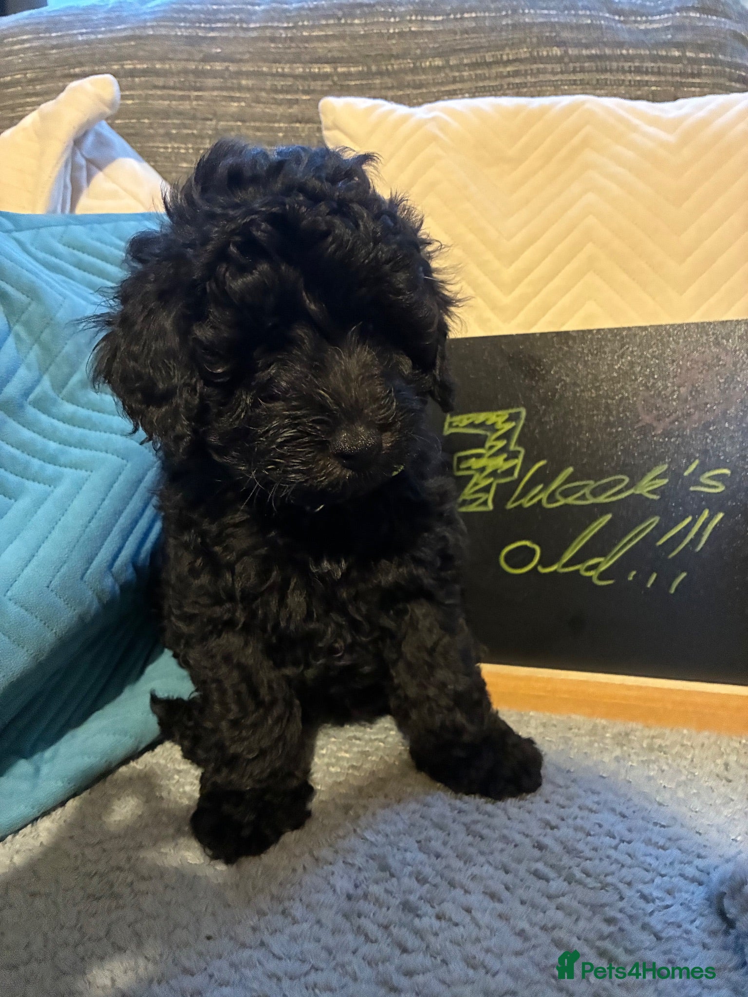 Maltipoo dogs One Gorgeous Poodle-Cross Puppy - Advert 10