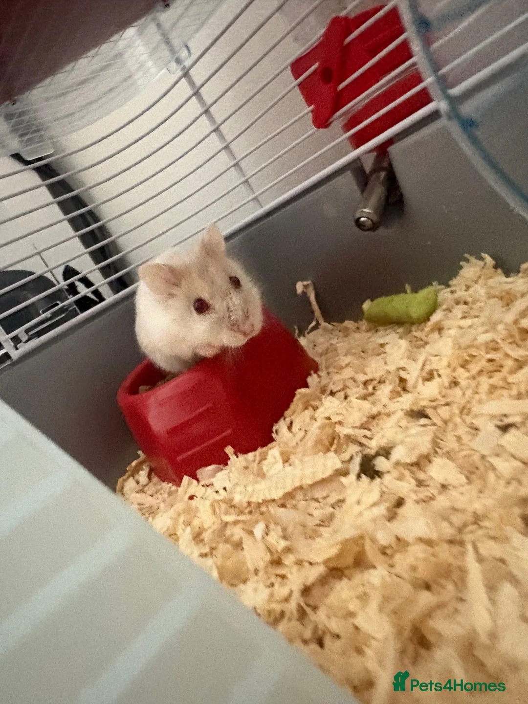 Hamster rodents for sale: Dwarf Hampster with supplies  in Benfleet - Advert 2