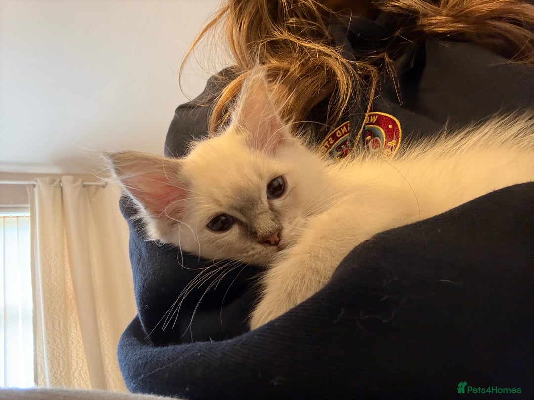 Ragdoll cats for sale: Ragdoll kitten  - Image 4