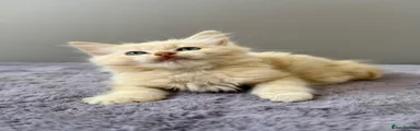 Cream mink tabby mitted boy