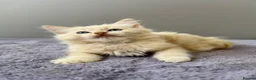 Ragdoll cats for sale: TICA registered cherubim ragdoll kittens - Advert 29