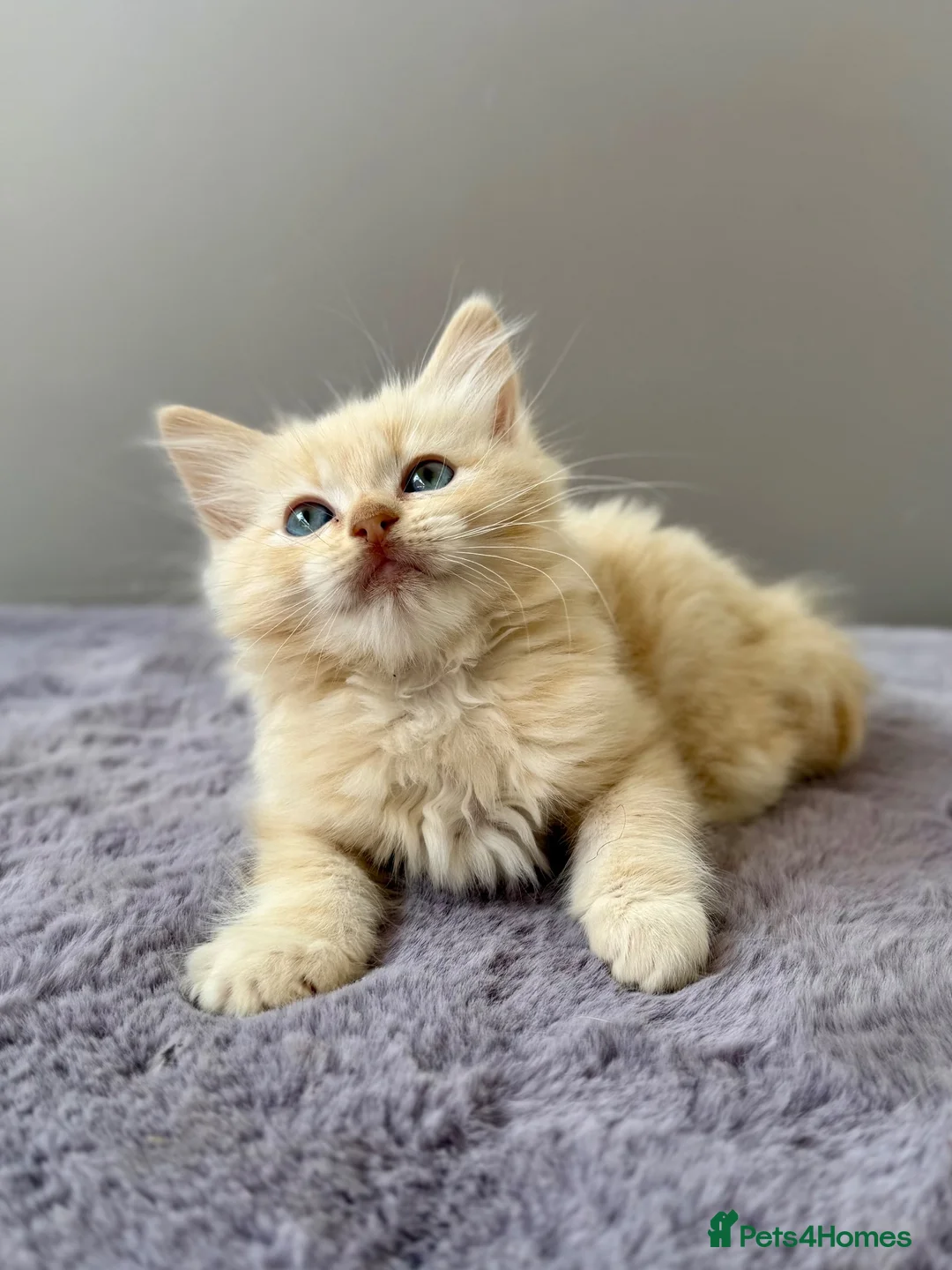 Ragdoll cats for sale: TICA registered cherubim ragdoll kittens - Advert 29