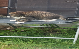 Bengal cats for sale: Tabby stripy Bengal cross  - Image 5