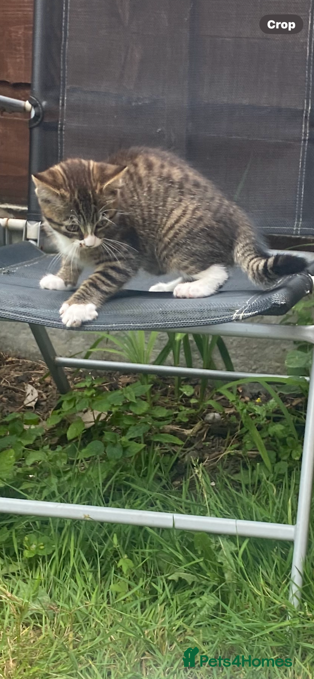 Bengal cats for sale: Tabby stripy Bengal cross  - Image 5