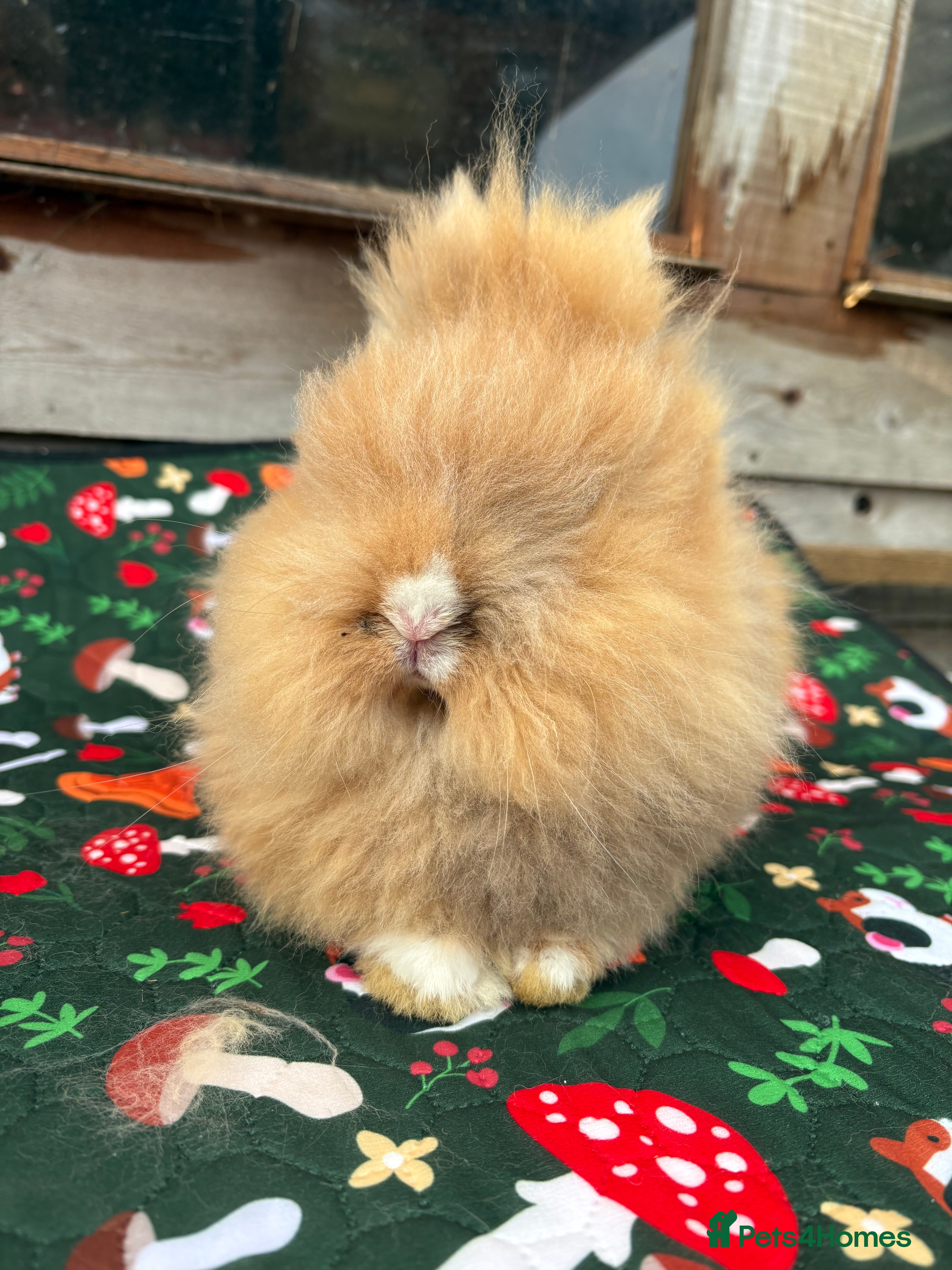 Lionhead rabbits Double mane lion head rabbits for sale  - Advert 2