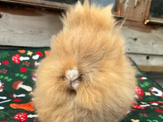 Lionhead rabbits Double mane lion head rabbits for sale - Advert 2