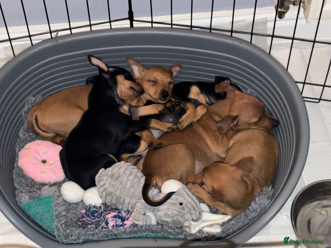 Miniature Pinscher dogs for sale: LAST PUPPY - LADYLUCKPINS KC MIN PINS - Advert 8