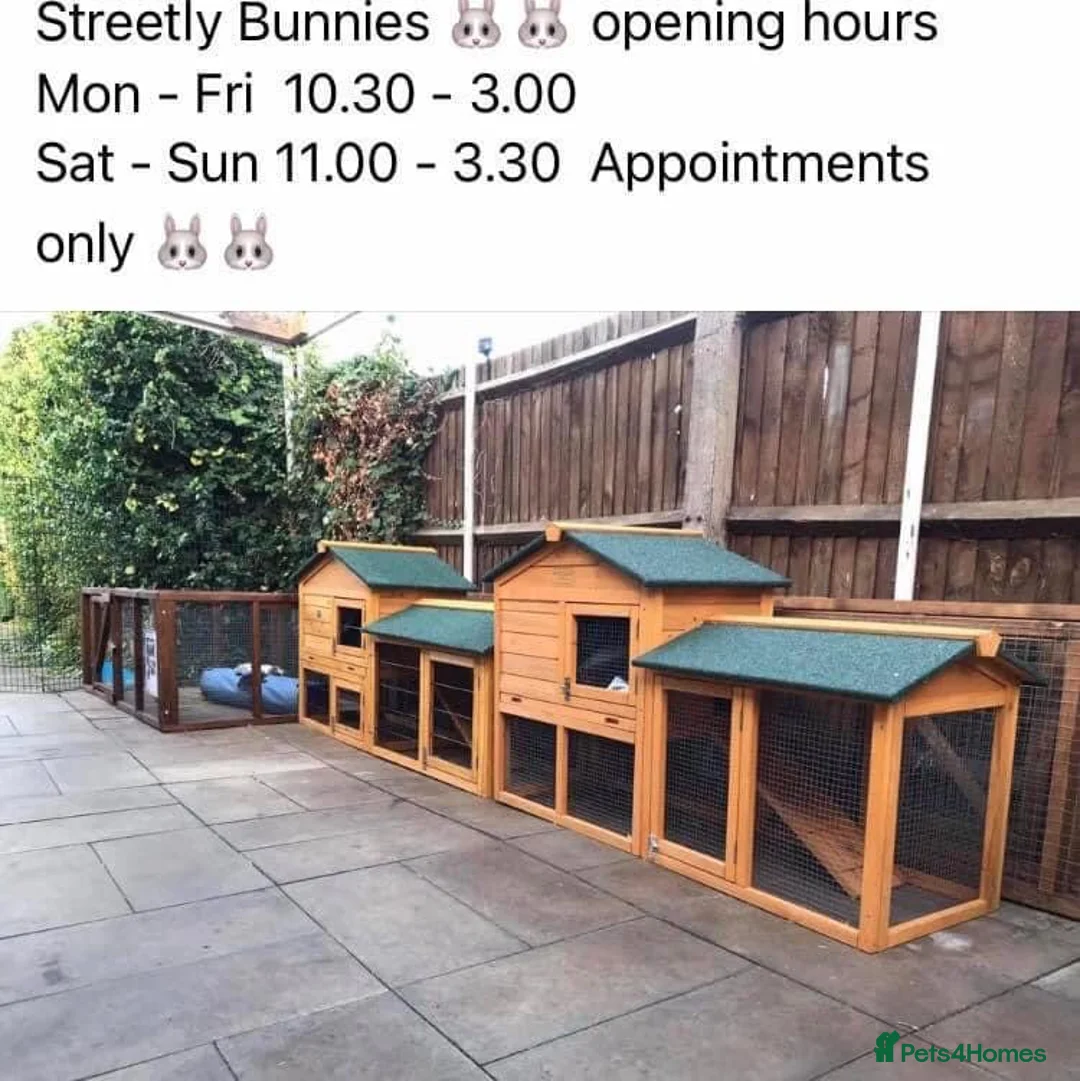 Mini Lop rabbits for sale: Mini lop buck ready now REW  - Advert 3