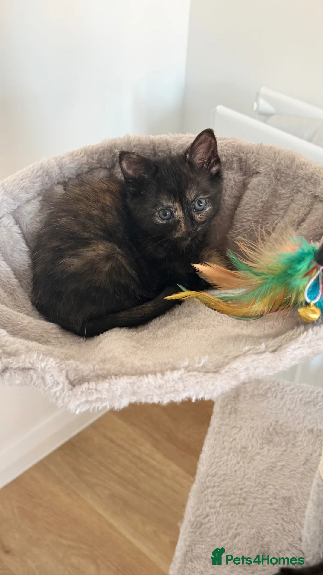 Mixed Breed cats for sale: Mixed ragdoll kittens  - Advert 5