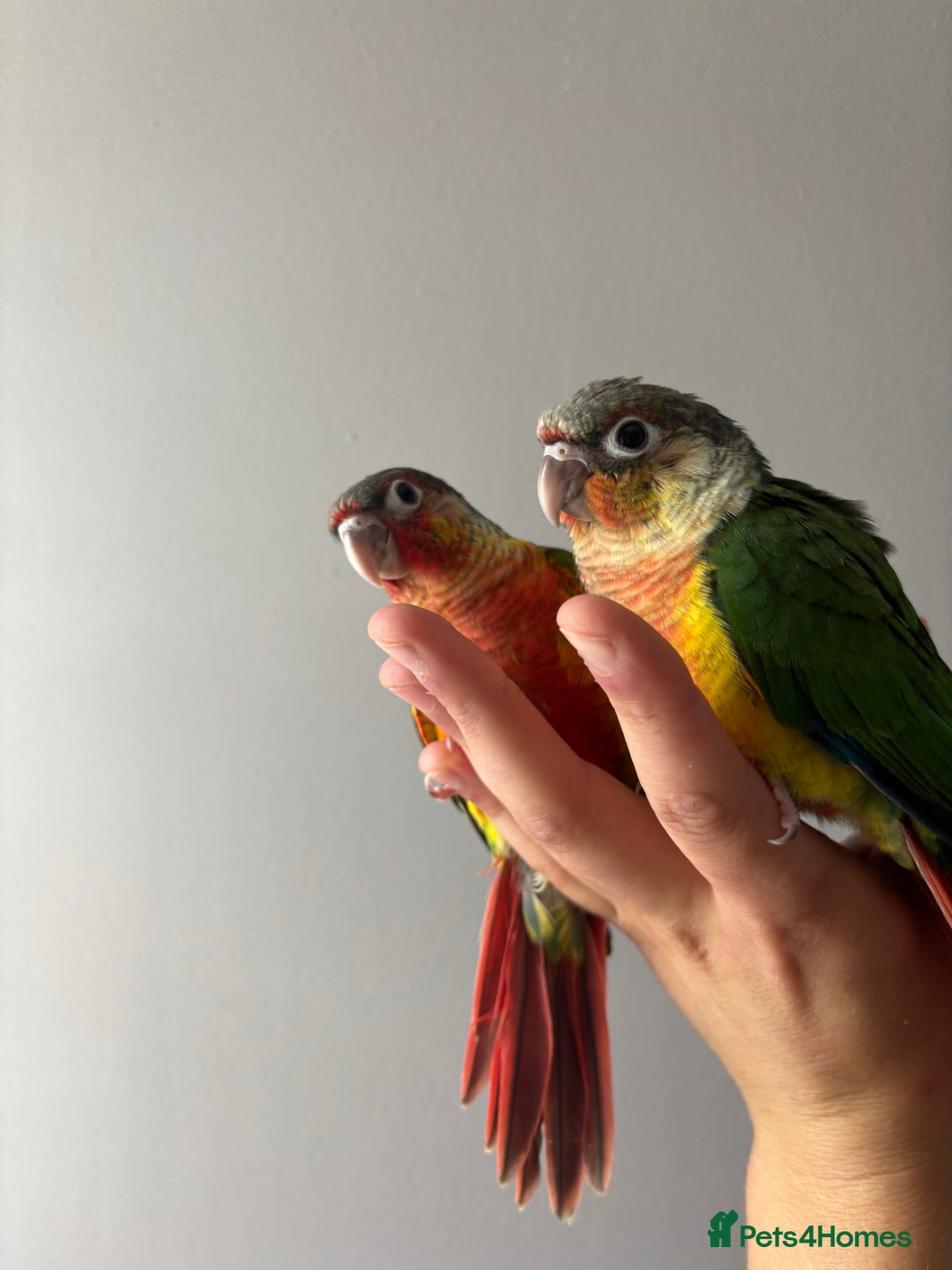 Conures birds for sale: BEAUTIFUL HAND REARED PINEAPPLE CONURES  - Image 4