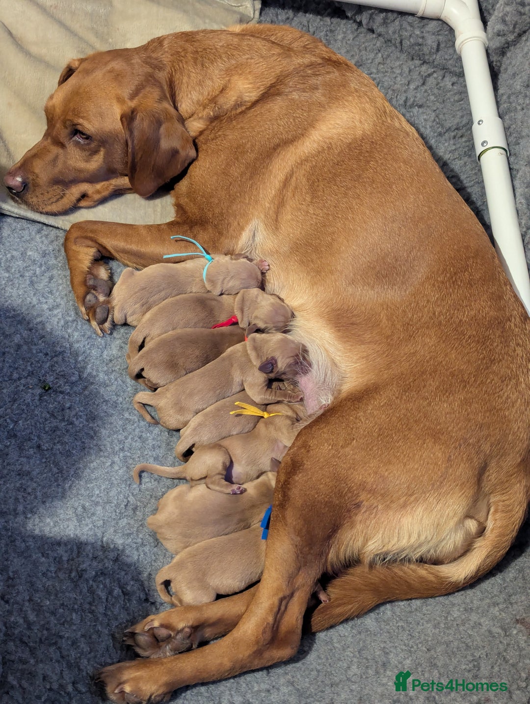 Labrador Retriever dogs for sale: Fox Red Working Labrador Retriever Puppies - Advert 3