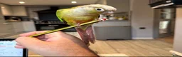 Conures birds for sale: Pineapple Green Cheek Conure approx 6 months  - Advert 7