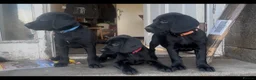Springador dogs for sale: Springador puppies - Advert 3