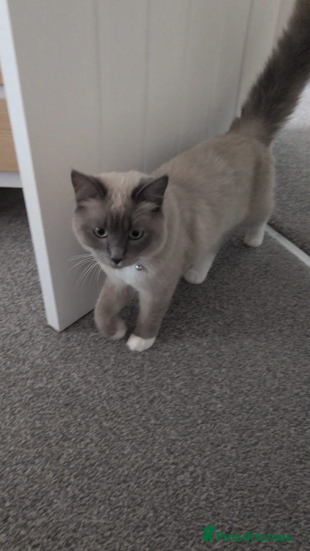 Ragdoll cats for sale: Beautiful young male mink ragdoll - Advert 2