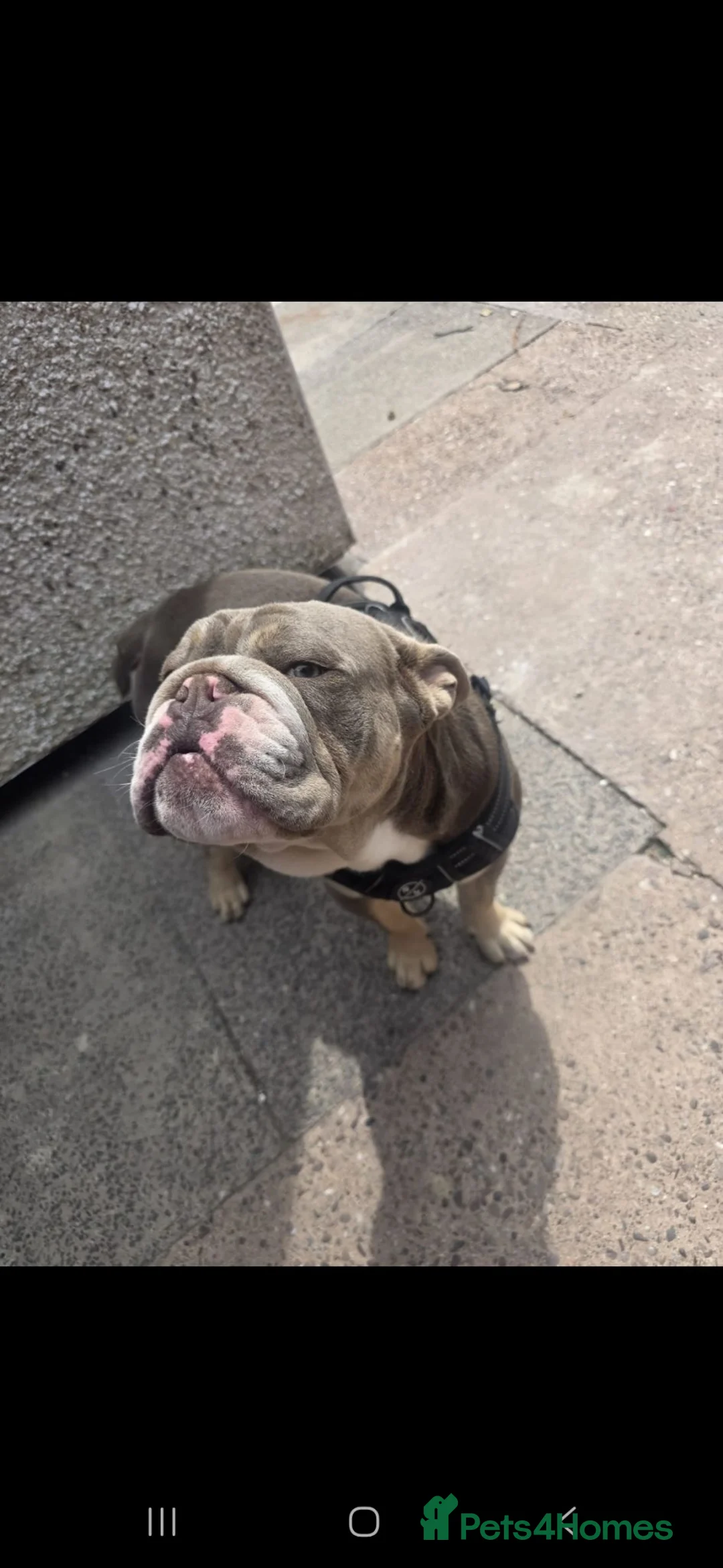 English Bulldog dogs for sale: British bulldog in Tipton - Advert 4