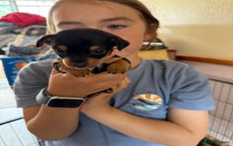 Jack Russell dogs for sale: Gorgeous Jack Russell Puppies - Image 24