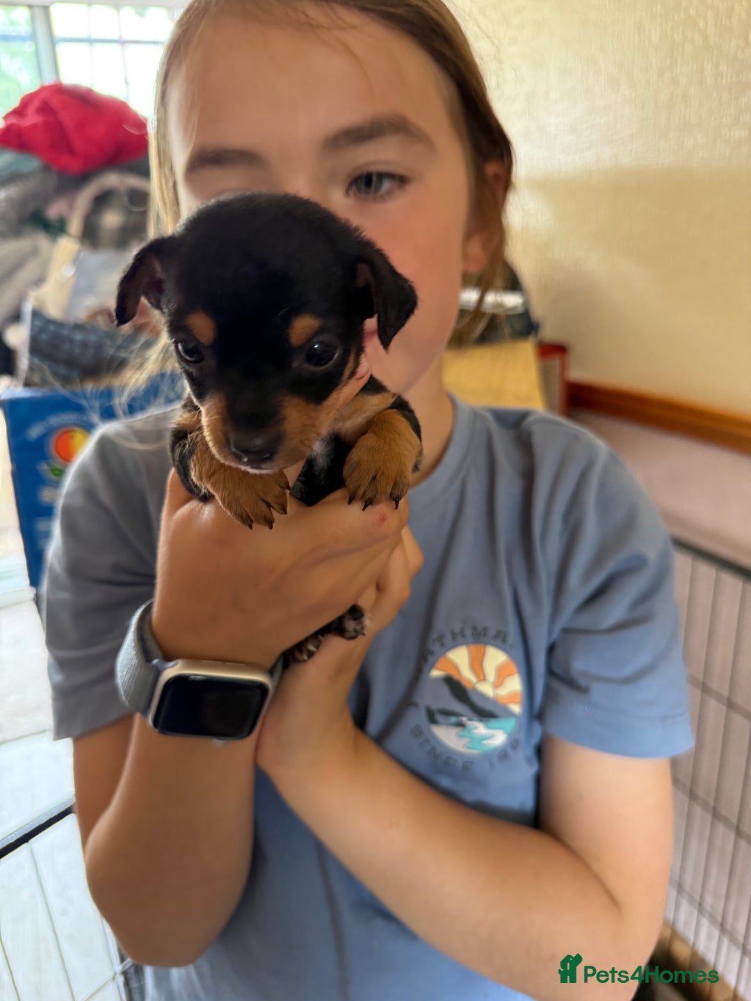 Jack Russell dogs for sale: Gorgeous Jack Russell Puppies - Image 24