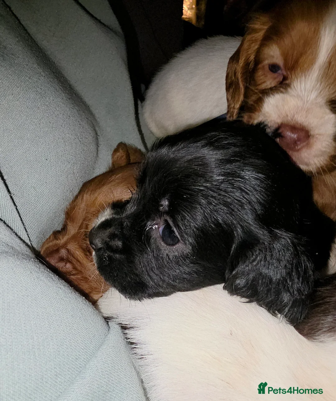 Cocker Spaniel dogs for sale: Cocker spaniel pups ready NEXT WEEK - Advert 2