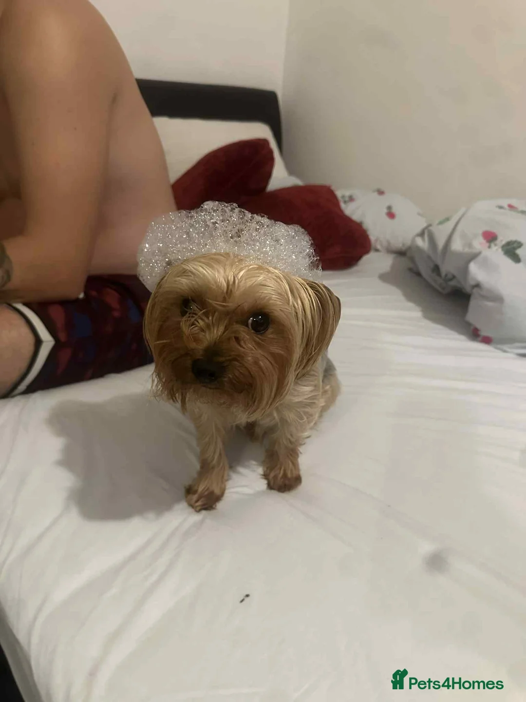 Yorkshire Terrier dogs for sale: yorkshire terrier and baby boy - Advert 2